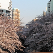 #043　高戸橋から望む桜（2017.04.04）